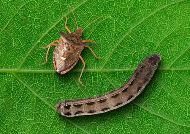 Organismos Alvo Organismos Alvo