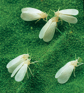 Guia Rápido #7: Mosca-branca (Bemisia tabaci) – Um dos insetos-praga mais importantes na agricultura mundial.