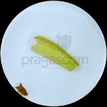 Percevejo - produto C